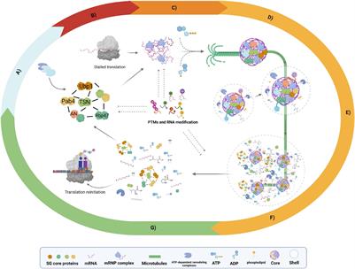 Plant Stress Granules: Trends and Beyond